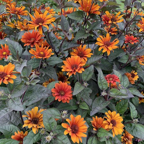 Heliopsis Helianthoides Bleeding Hearts - View 3 from www redcrocus com
