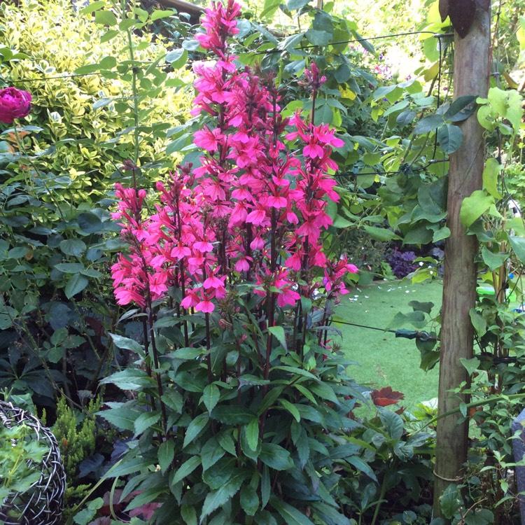 Lobelia Speciosa Starship Deep Rose - View 10 from www redcrocus com