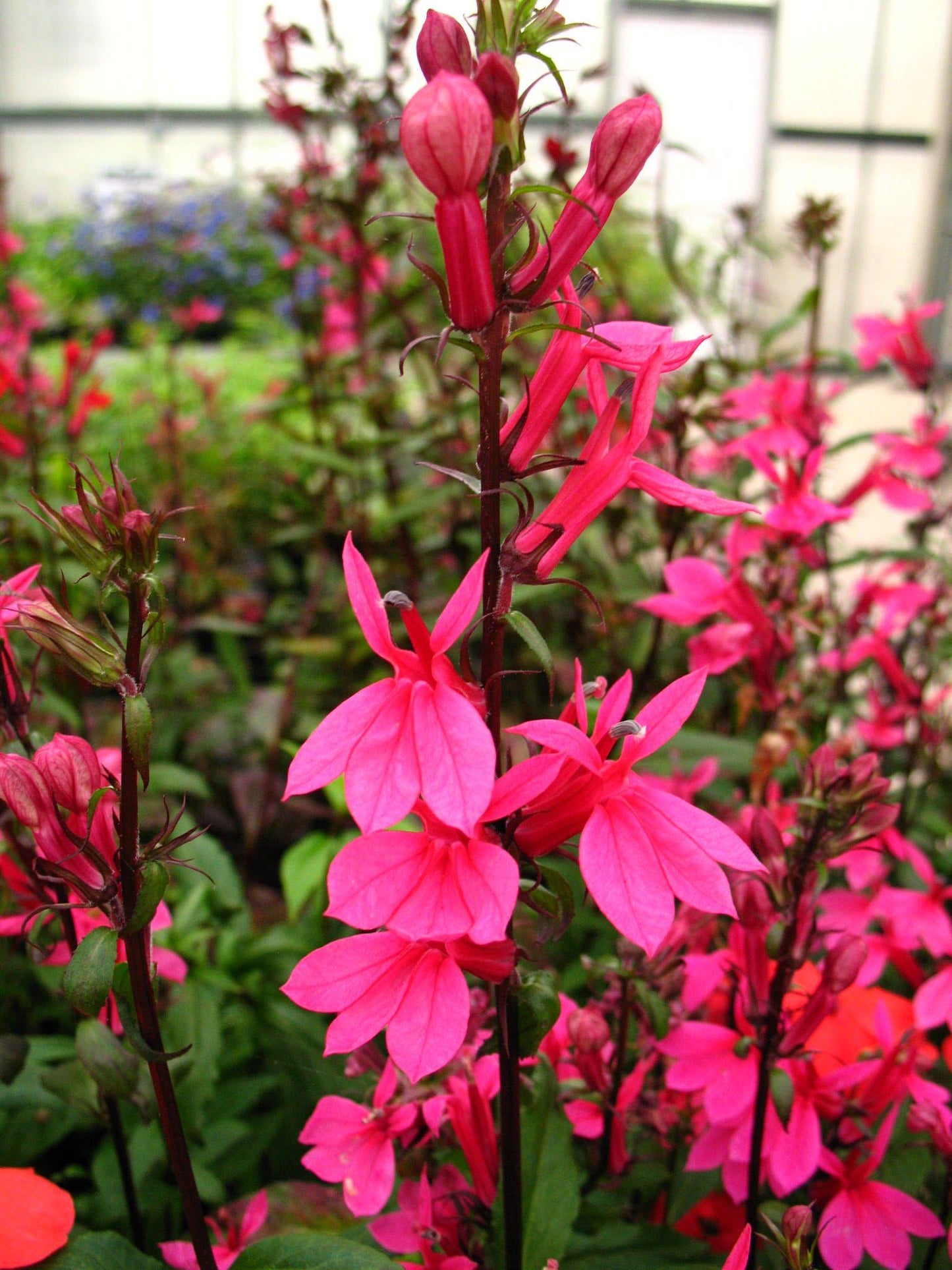 Lobelia Speciosa Starship Deep Rose - View 11 from www redcrocus com