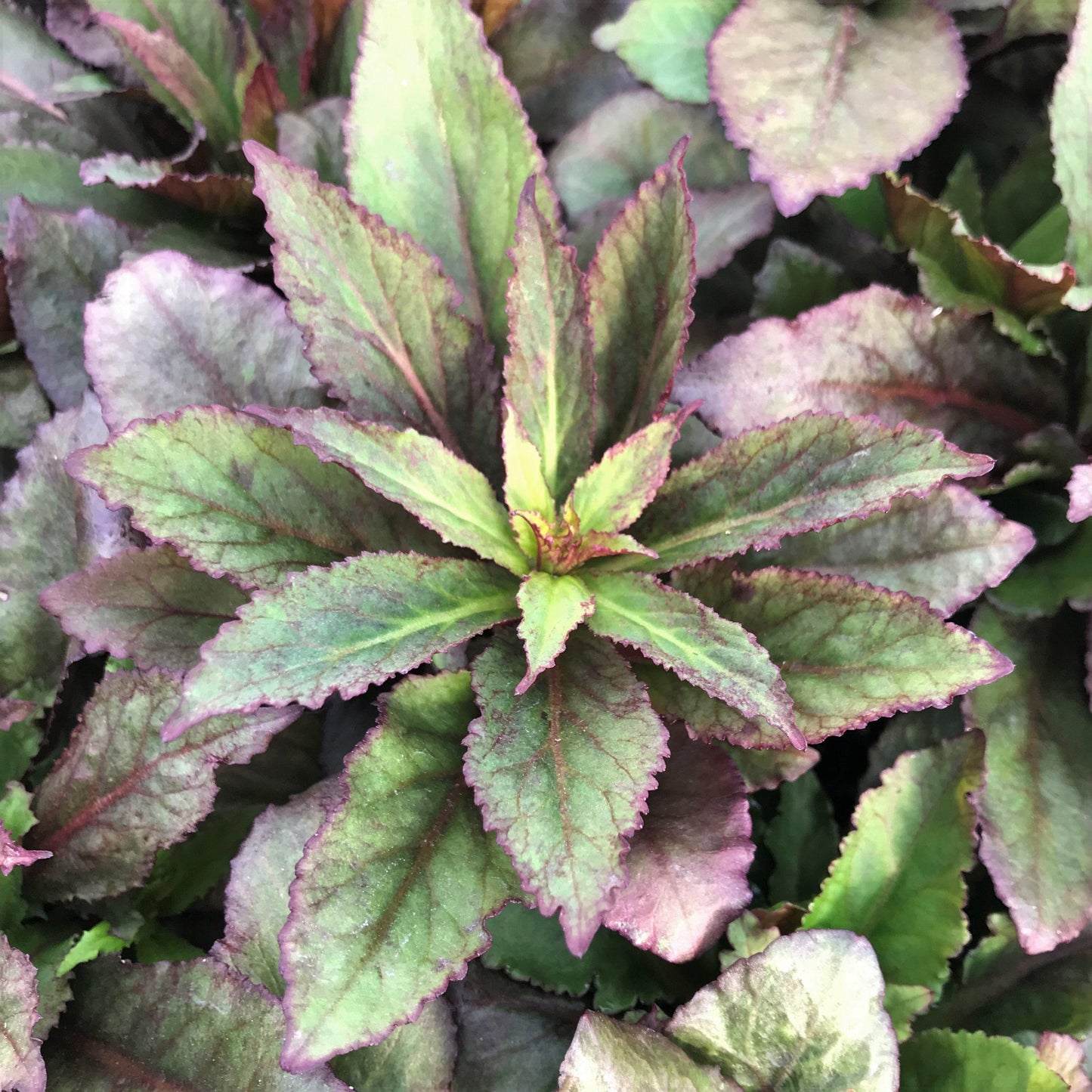 Lobelia Speciosa Starship Deep Rose - View 12 from www redcrocus com