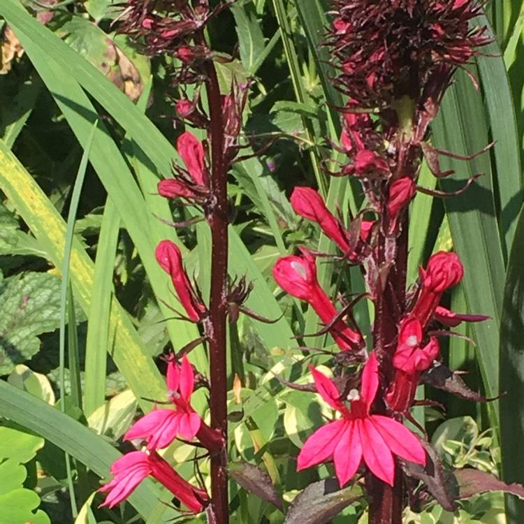 Lobelia Speciosa Starship Deep Rose - View 13 from www redcrocus com