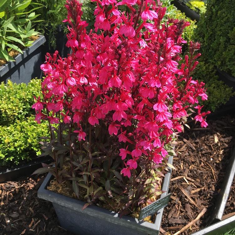 Lobelia Speciosa Starship Deep Rose - View 14 from www redcrocus com