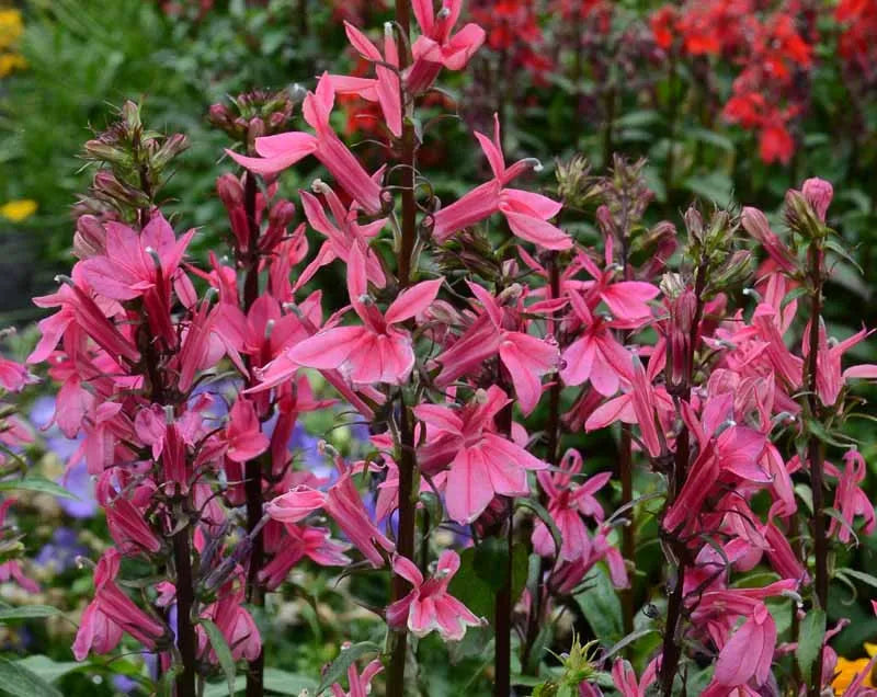 Lobelia Speciosa Starship Deep Rose - View 16 from www redcrocus com