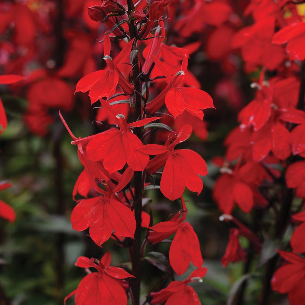 Lobelia Speciosa Starship Deep Rose - View 17 from www redcrocus com