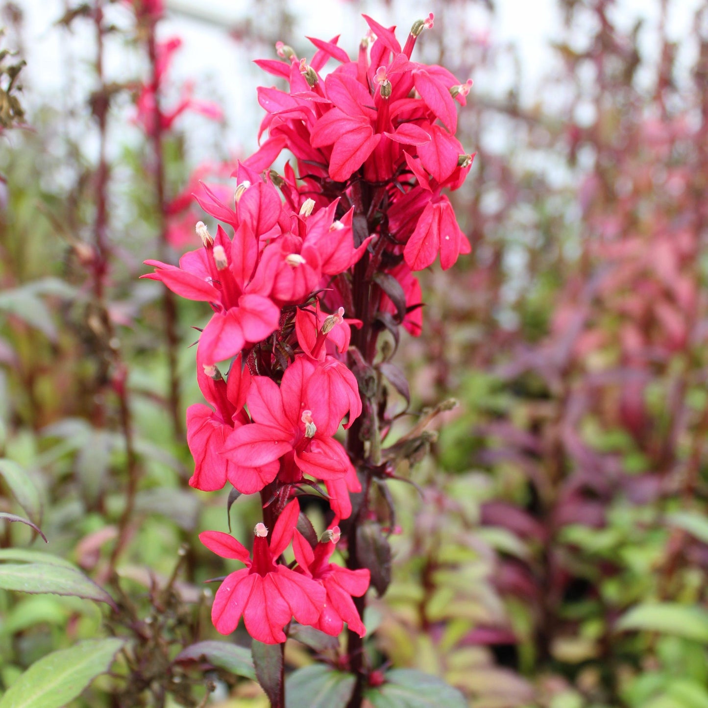 Lobelia Speciosa Starship Deep Rose - View 2 from www redcrocus com