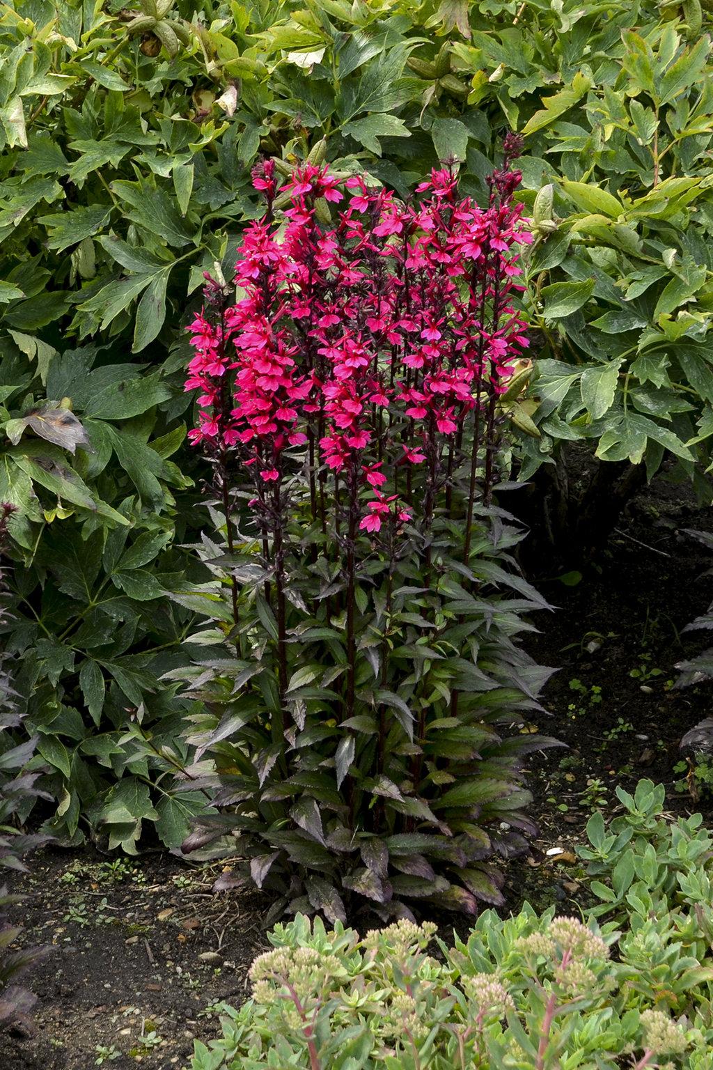 Lobelia Speciosa Starship Deep Rose - View 3 from www redcrocus com