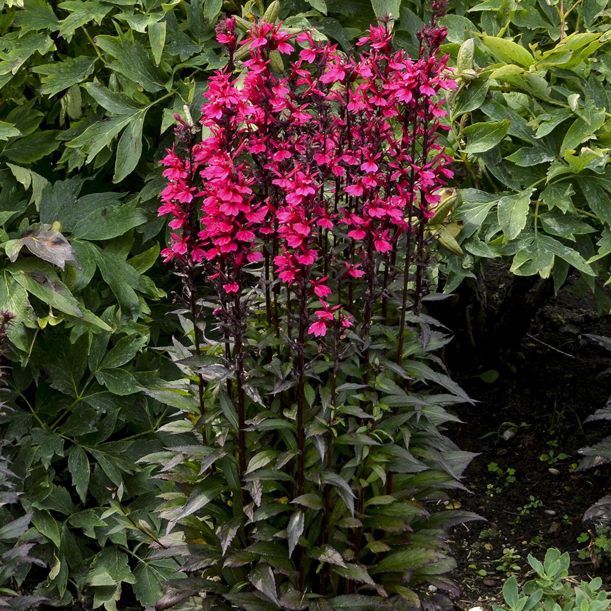 Lobelia Speciosa Starship Deep Rose - View 4 from www redcrocus com