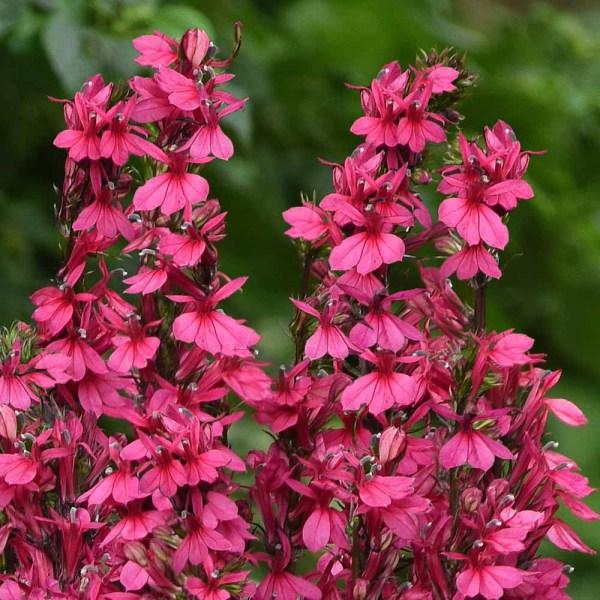 Lobelia Speciosa Starship Deep Rose - View 5 from www redcrocus com