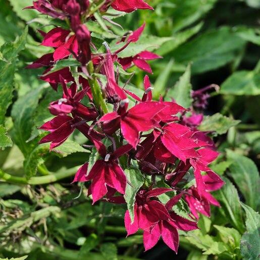 Lobelia Speciosa Starship Deep Rose - View 6 from www redcrocus com