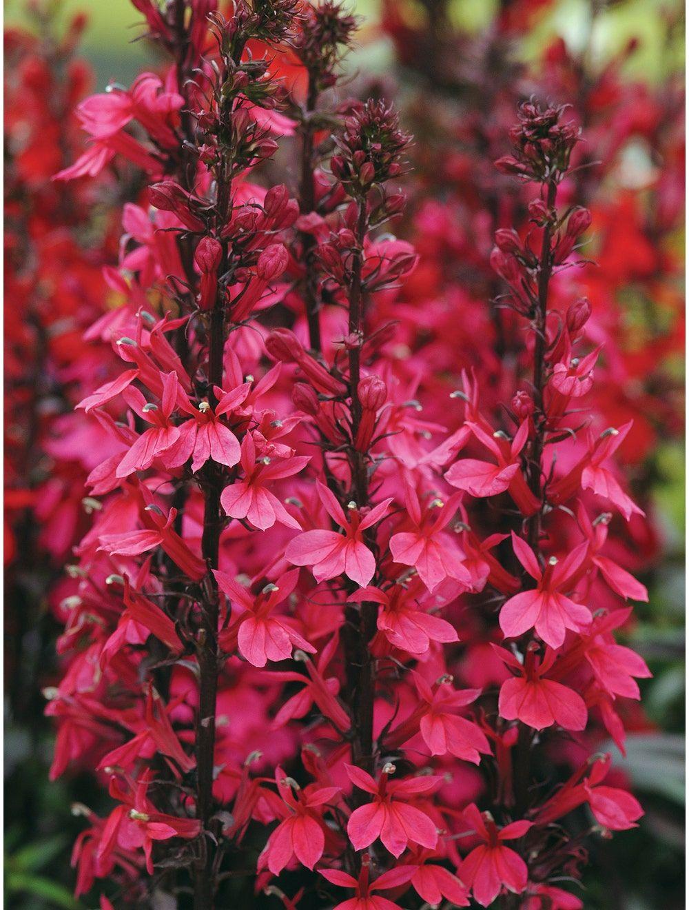 Lobelia Speciosa Starship Deep Rose - View 8 from www redcrocus com