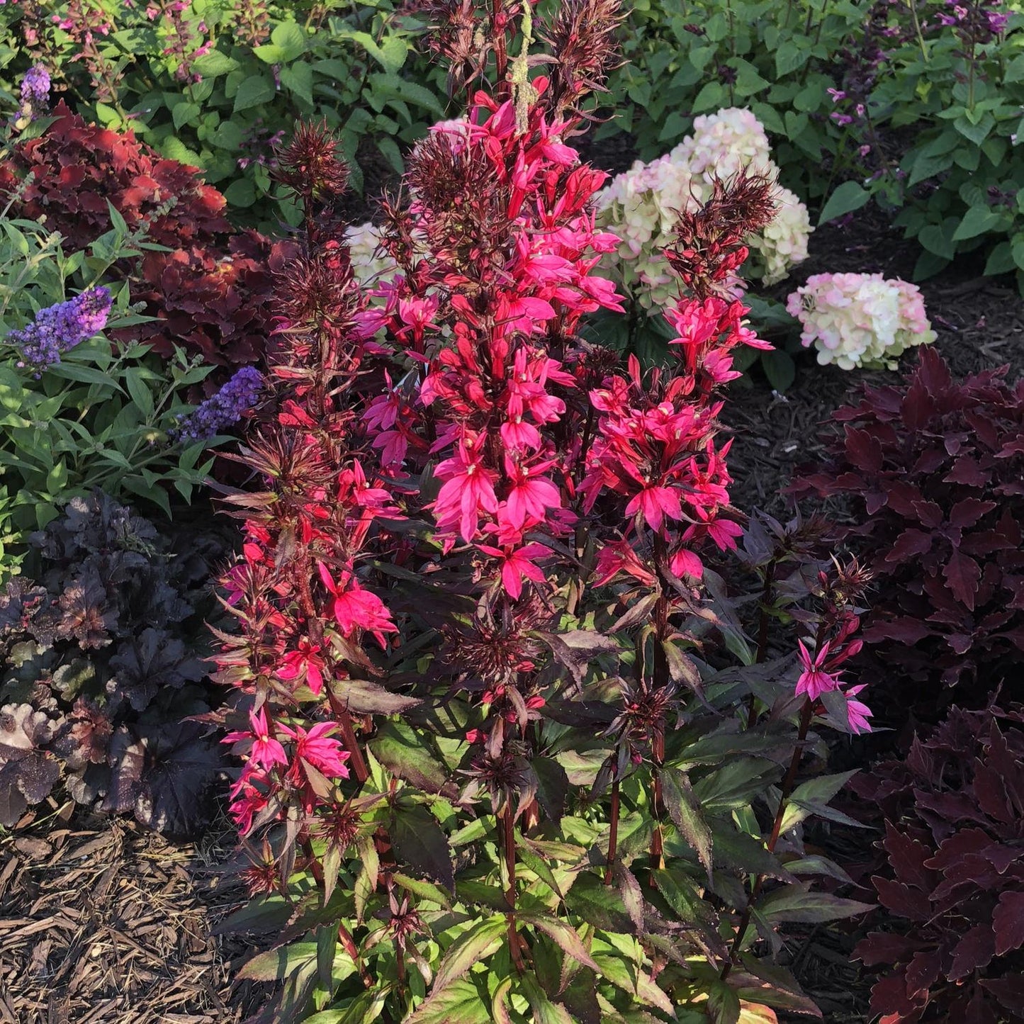 Lobelia Speciosa Starship Deep Rose - View 9 from www redcrocus com