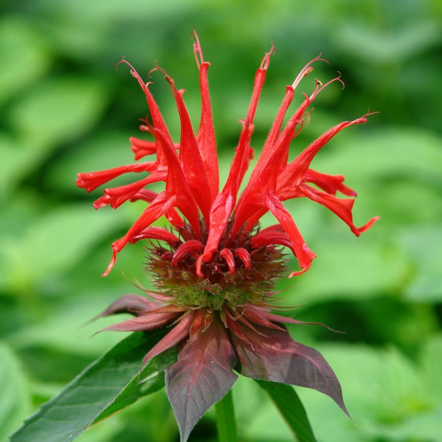 Monarda Didyma Jacob Cline - View 10 from www redcrocus com