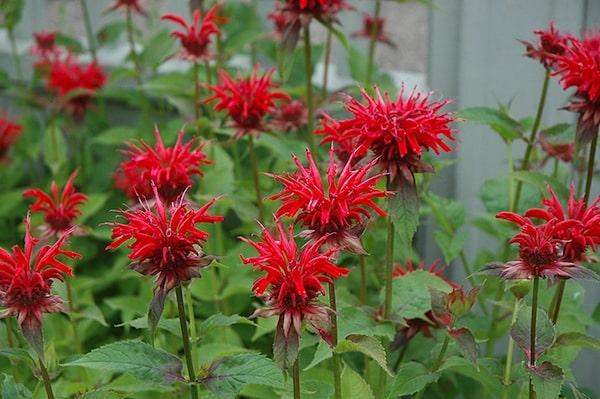 Monarda Didyma Jacob Cline - View 16 from www redcrocus com