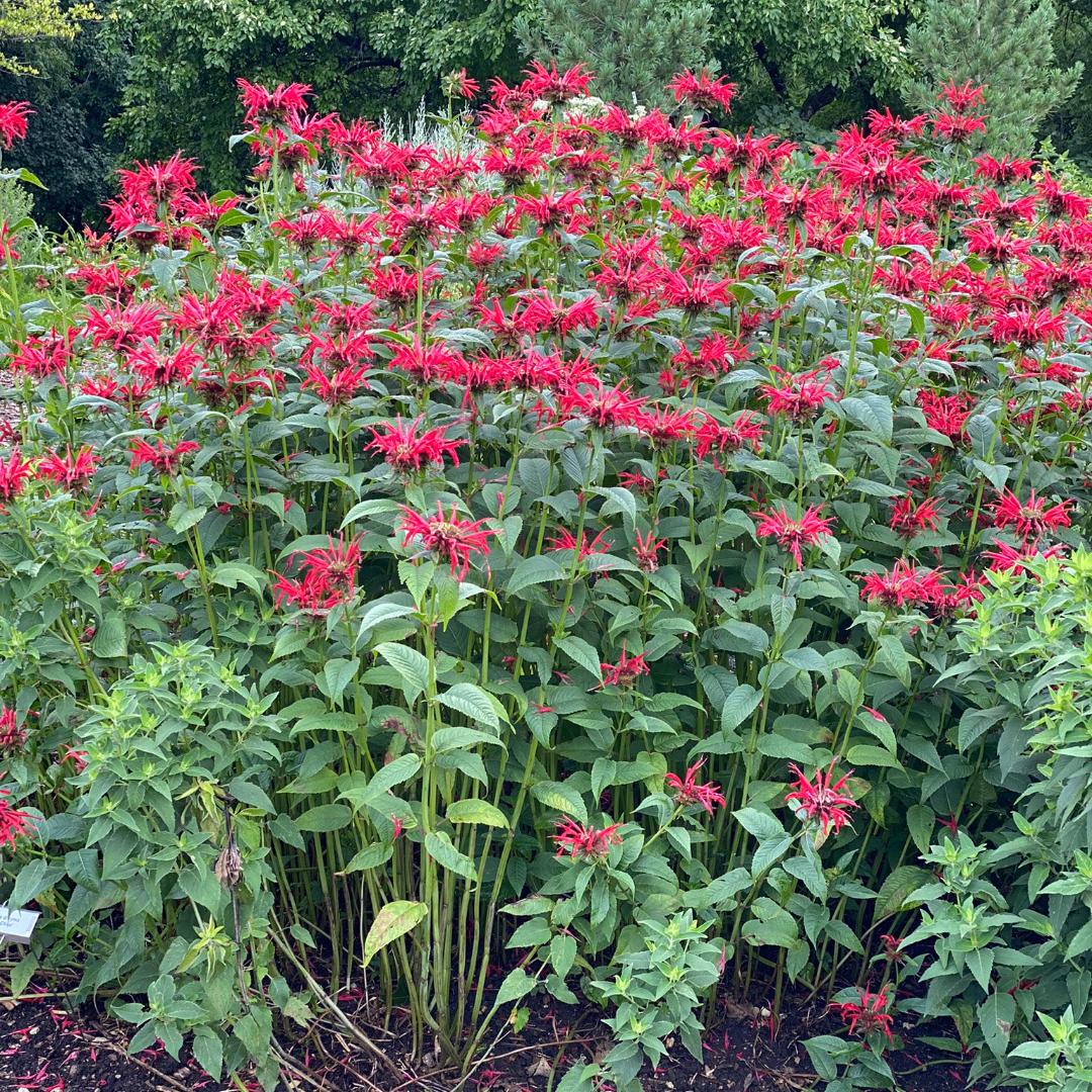 Monarda Didyma Jacob Cline - View 1 from www redcrocus com