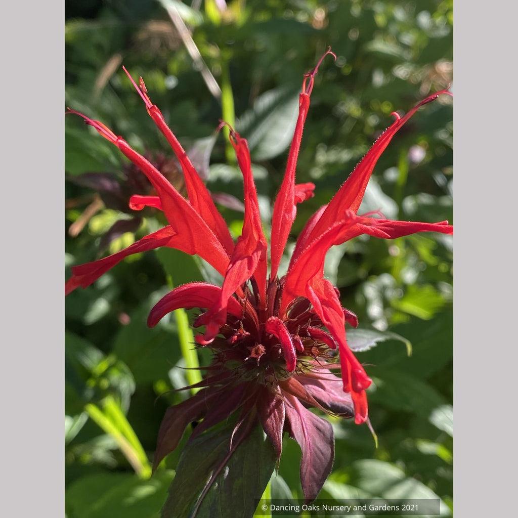 Monarda Didyma Jacob Cline - View 6 from www redcrocus com