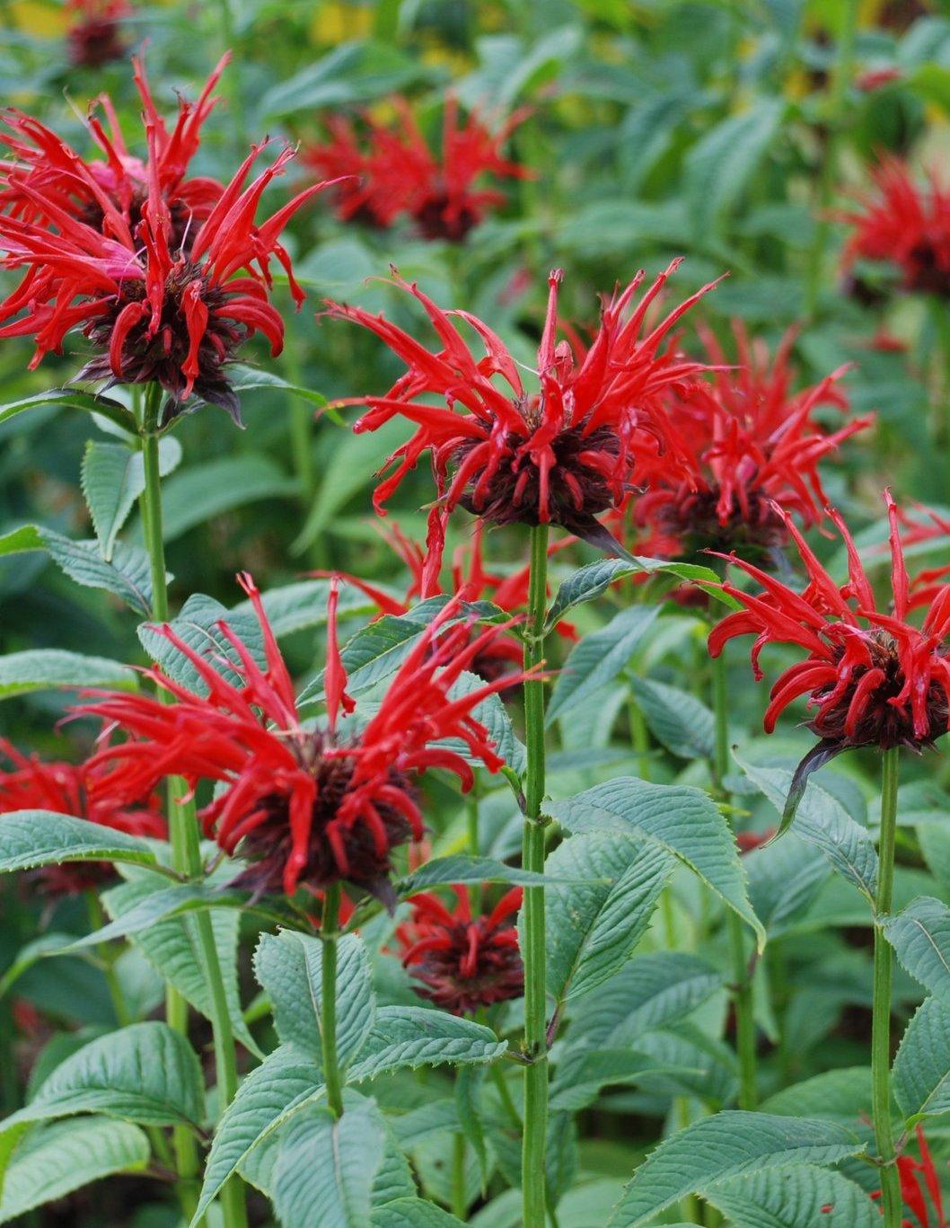 Monarda Didyma Jacob Cline - View 7 from www redcrocus com