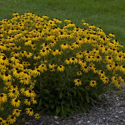 Rudbeckia Fulgida American Gold Rush - View 10 from www redcrocus com