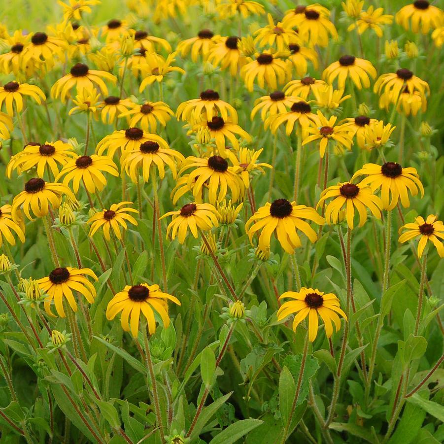 Rudbeckia Fulgida American Gold Rush - View 11 from www redcrocus com