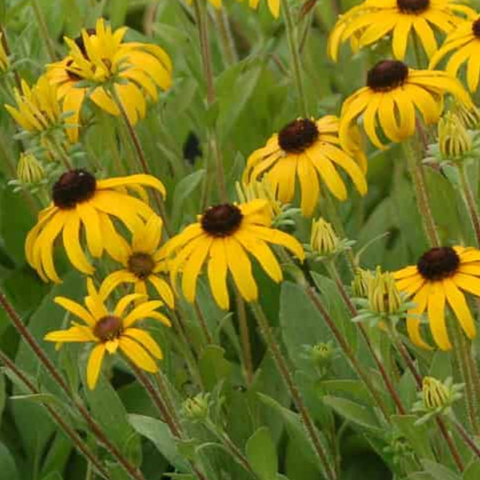 Rudbeckia Fulgida American Gold Rush - View 12 from www redcrocus com
