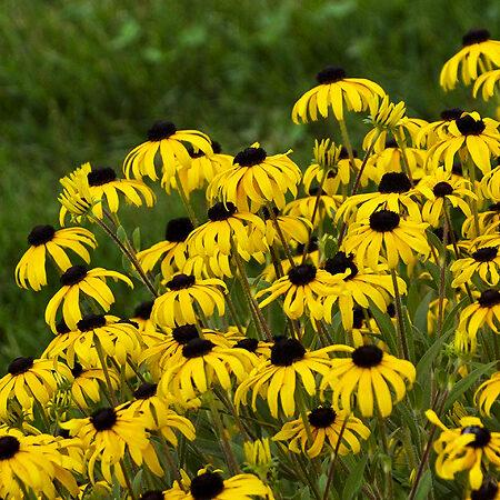Rudbeckia Fulgida American Gold Rush - View 13 from www redcrocus com