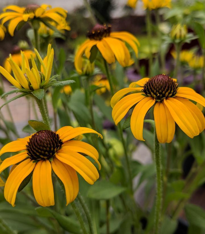 Rudbeckia Fulgida American Gold Rush - View 14 from www redcrocus com