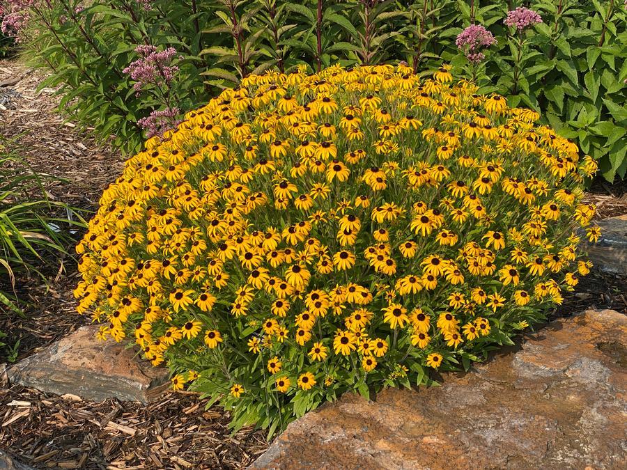Rudbeckia Fulgida American Gold Rush - View 16 from www redcrocus com
