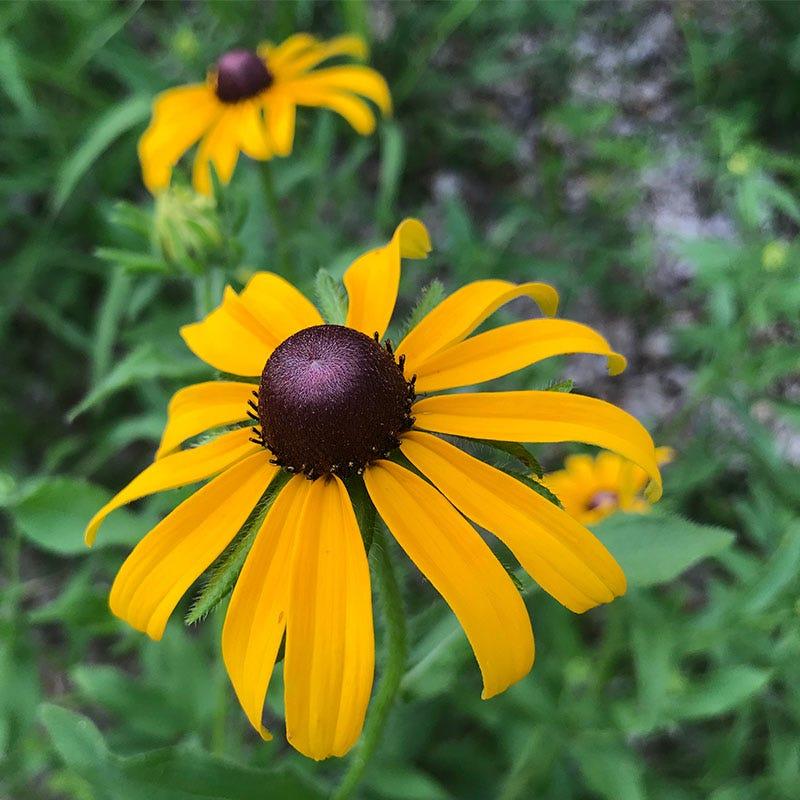 Rudbeckia Fulgida American Gold Rush - View 18 from www redcrocus com