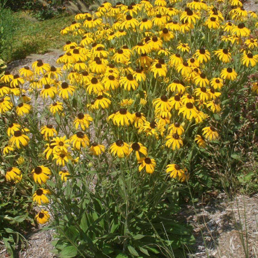 Rudbeckia Fulgida American Gold Rush - View 2 from www redcrocus com