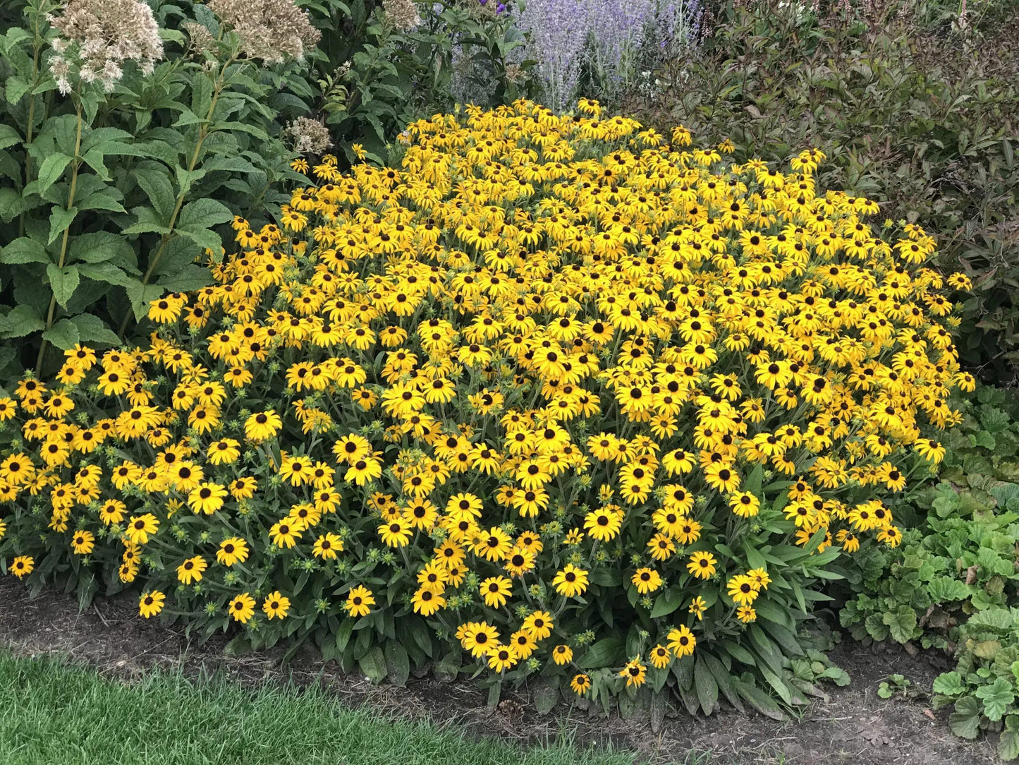 Rudbeckia Fulgida American Gold Rush - View 3 from www redcrocus com