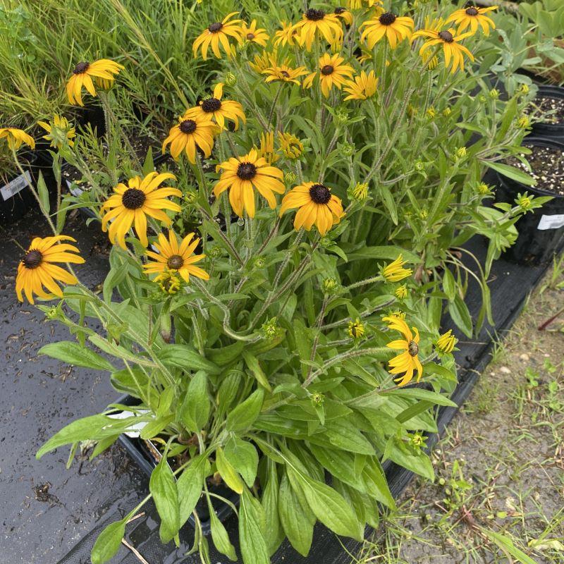 Rudbeckia Fulgida American Gold Rush - View 4 from www redcrocus com