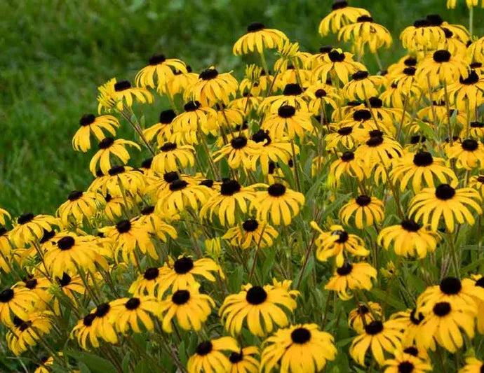 Rudbeckia Fulgida American Gold Rush - View 5 from www redcrocus com