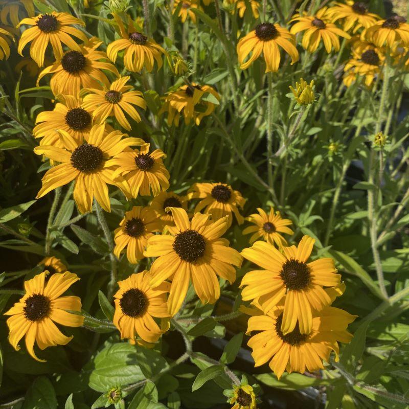Rudbeckia Fulgida American Gold Rush - View 6 from www redcrocus com