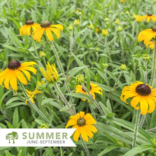 Rudbeckia Fulgida American Gold Rush - View 8 from www redcrocus com