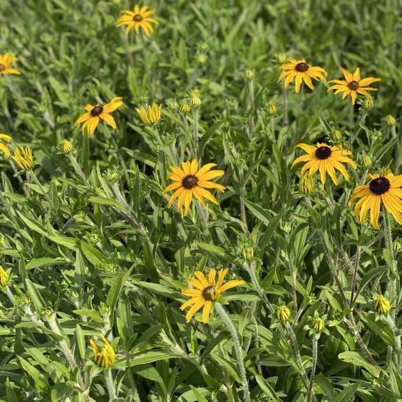 Rudbeckia Fulgida American Gold Rush - View 9 from www redcrocus com
