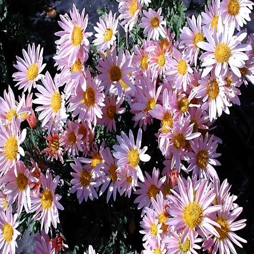 Dendranthema X Grandiflorum Hillside Sheffield Pink - View 3 from www redcrocus com