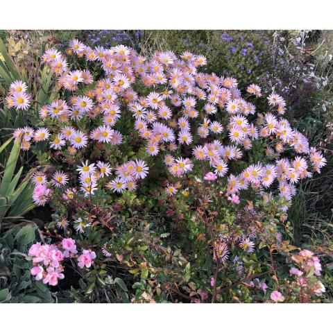 Dendranthema X Grandiflorum Hillside Sheffield Pink - View 9 from www redcrocus com