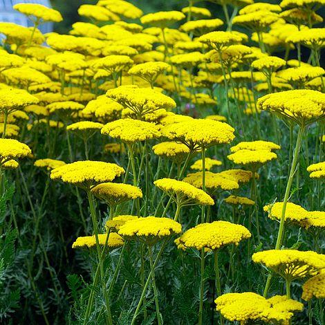 Achillea Filipendulina X Coronation Gold - View 13 from www redcrocus com