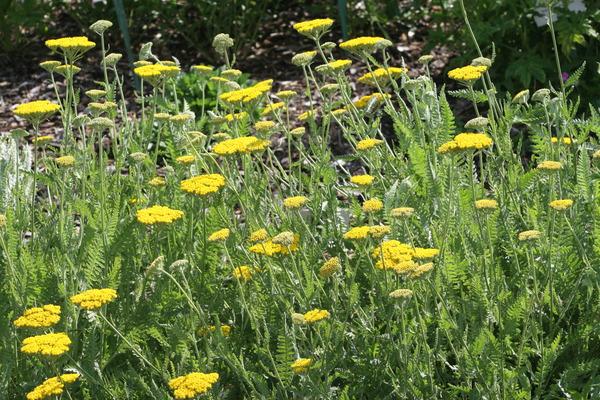 Achillea Filipendulina X Coronation Gold - View 16 from www redcrocus com