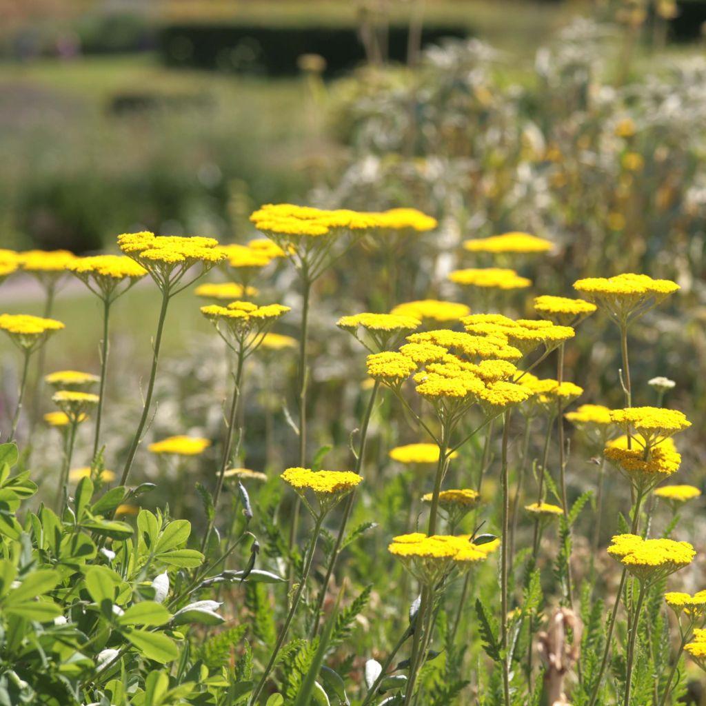 Achillea Filipendulina X Coronation Gold - View 2 from www redcrocus com