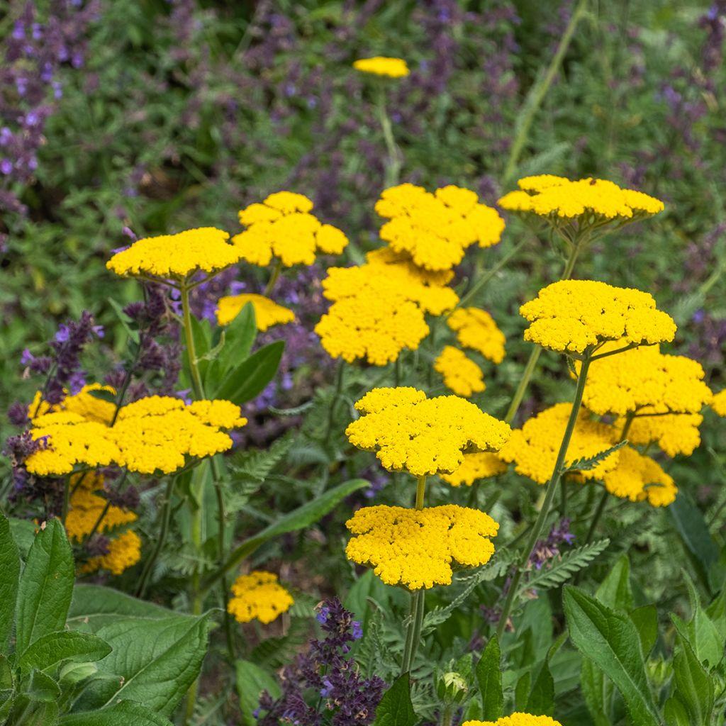 Achillea Filipendulina X Coronation Gold - View 3 from www redcrocus com