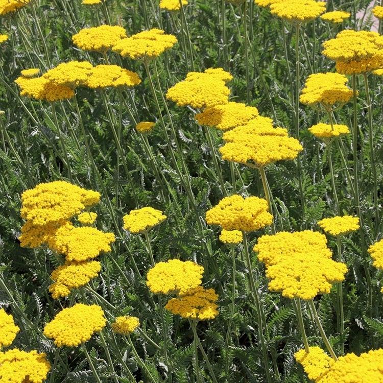 Achillea Filipendulina X Coronation Gold - View 5 from www redcrocus com