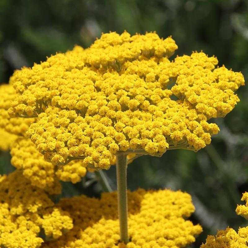 Achillea Filipendulina X Coronation Gold - View 6 from www redcrocus com