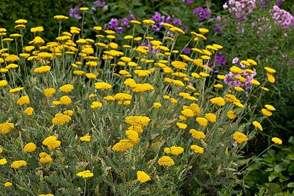 Achillea Filipendulina X Coronation Gold - View 7 from www redcrocus com