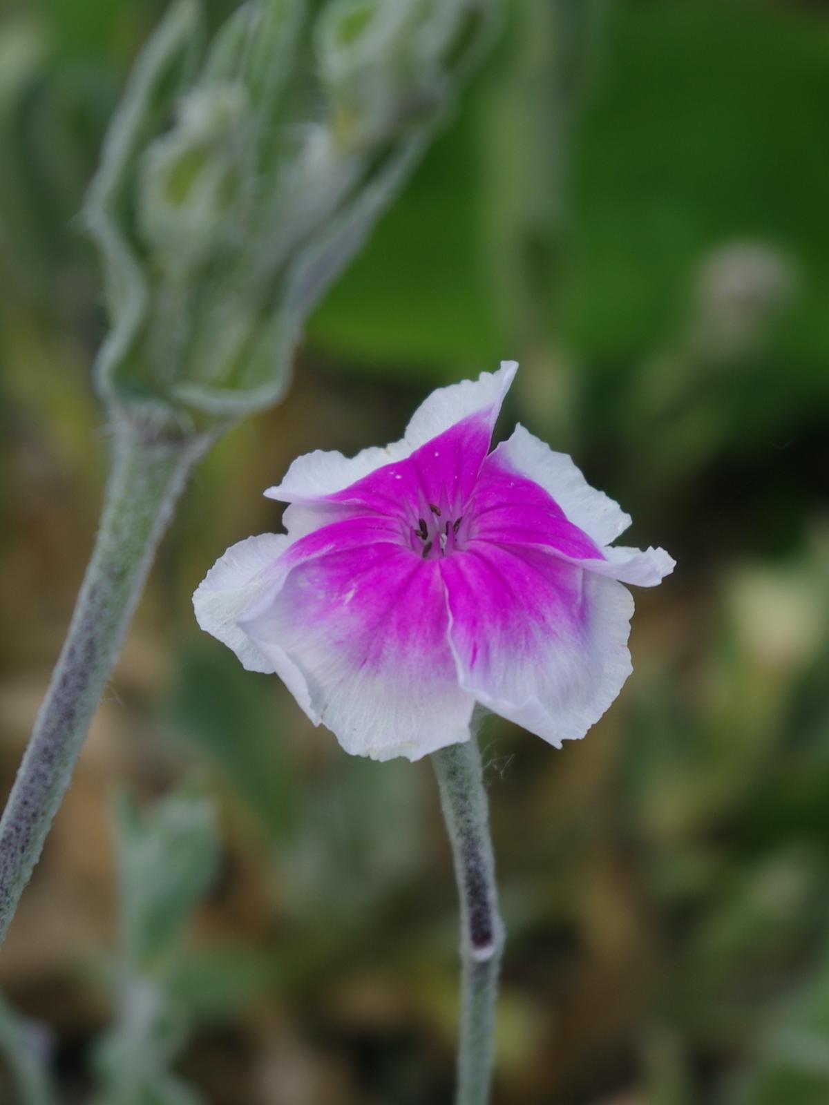 Lychnis Coronaria - View 13 from www redcrocus com
