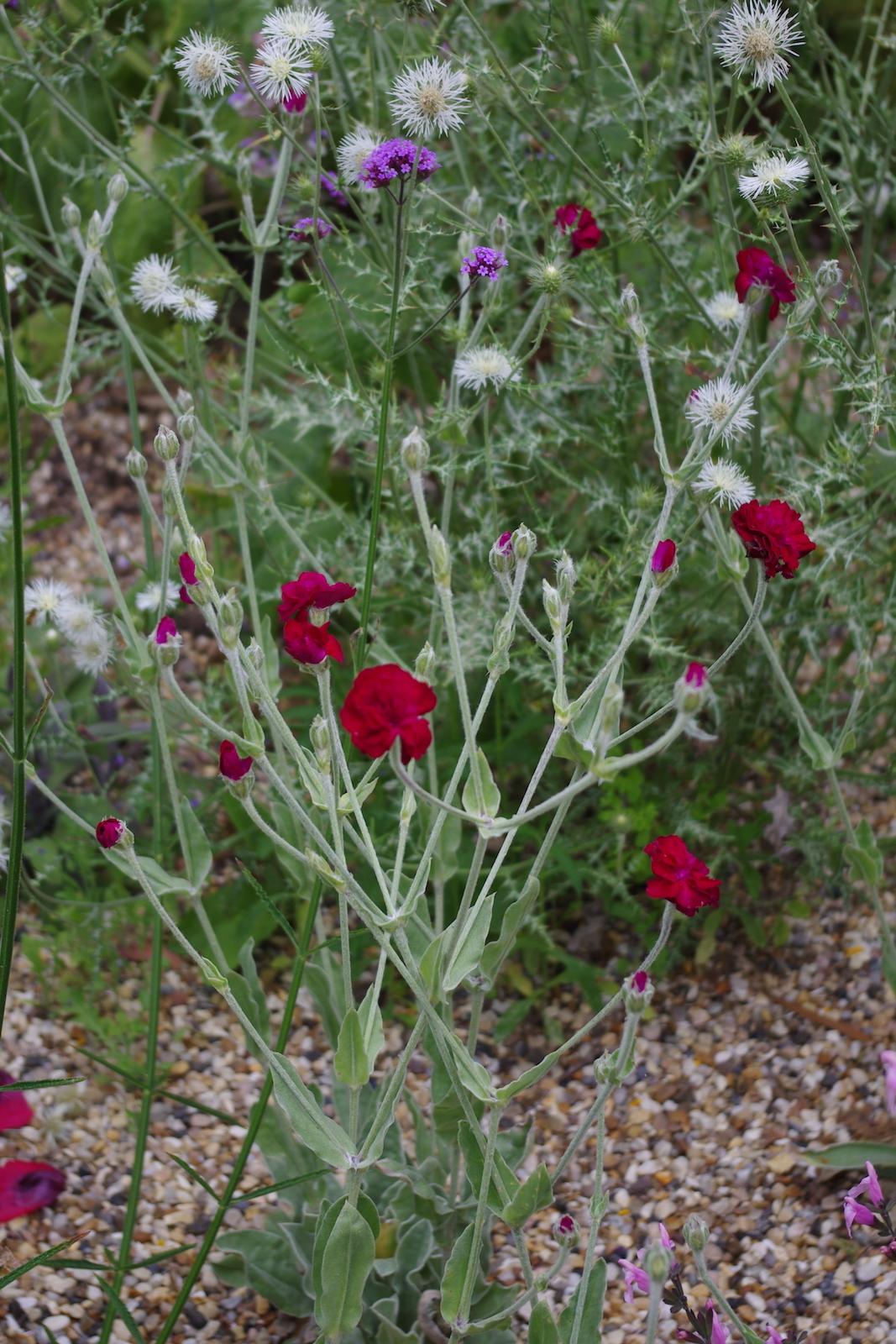 Lychnis Coronaria - View 14 from www redcrocus com