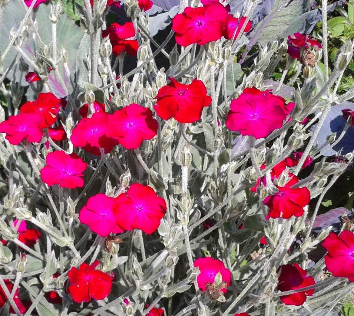 Lychnis Coronaria - View 18 from www redcrocus com