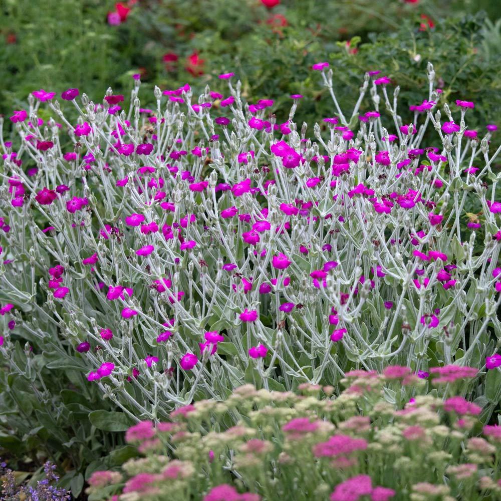 Lychnis Coronaria - View 3 from www redcrocus com
