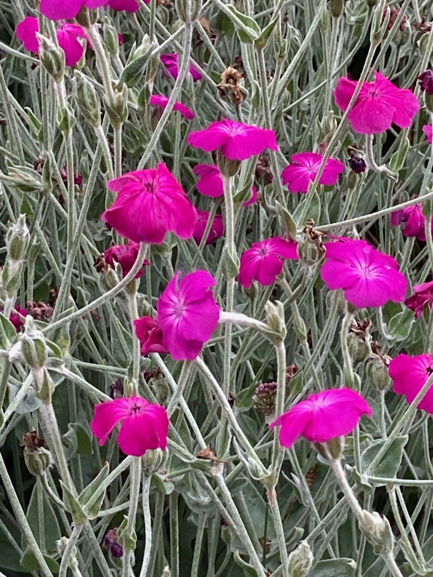 Lychnis Coronaria - View 6 from www redcrocus com