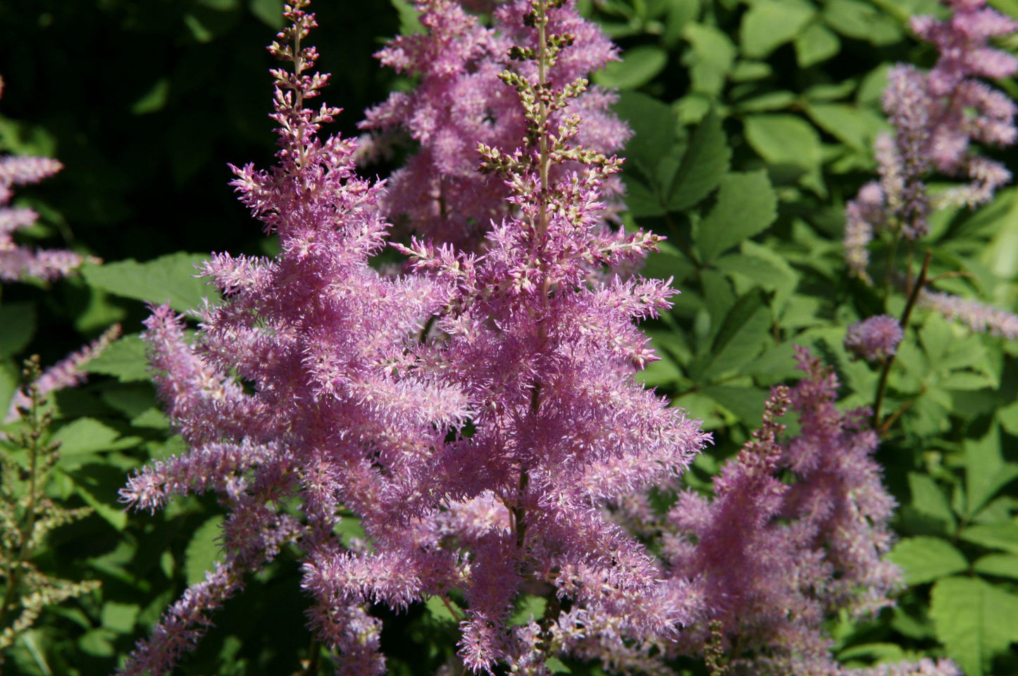 Astilbe X Arendsii Amethyst - View 11 from www redcrocus com