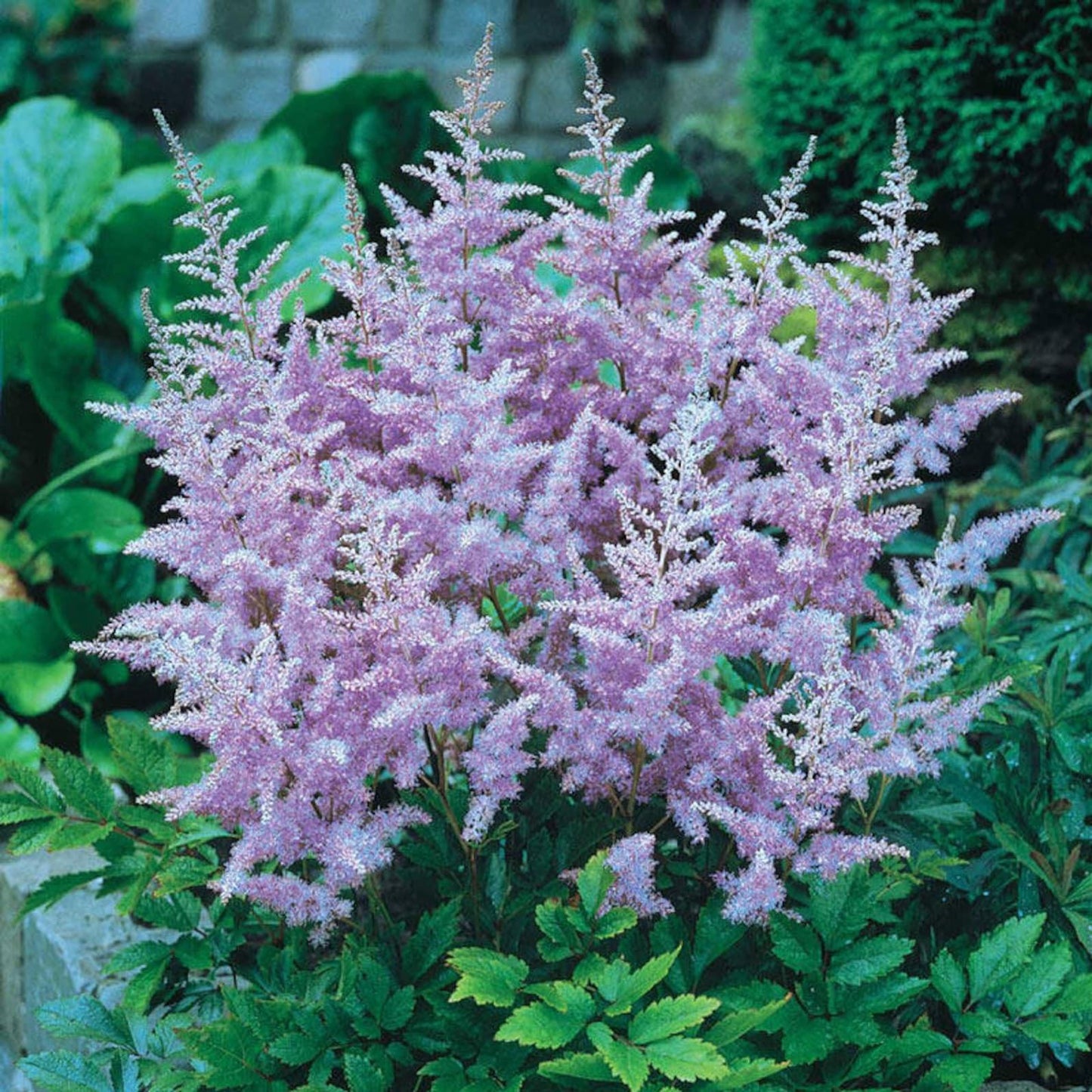 Astilbe X Arendsii Amethyst - View 12 from www redcrocus com
